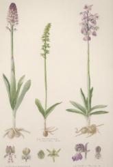 Die Orchideen Deutschlands und der angrenzenden Gebiete. Nach Aquarellen von Erich Nelson. Text Hermann Fischer. 