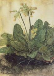 Schlüsselblume (Primula veris), 1503/05 