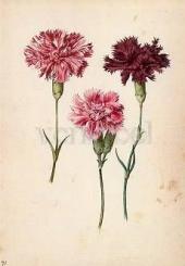 Drei Gartennelken. Three Pinks. Trois oeillets. 