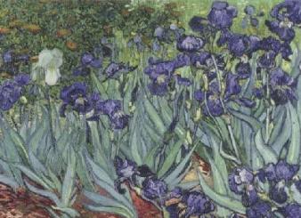 Iris (Schwertlilien), 1889 
