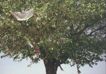 Wunschbaum - dilek agaci, 2008 