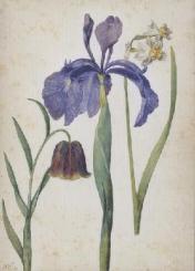 Iris, Narzisse, Fritillaria. Iris, Narcissus, Fritillaria. Iris, Narcisse, Fritillaria. 