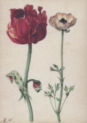 Tulpe und Gartenranunkel. Tulip and Ranunculus. Tulipe et renoncule. 