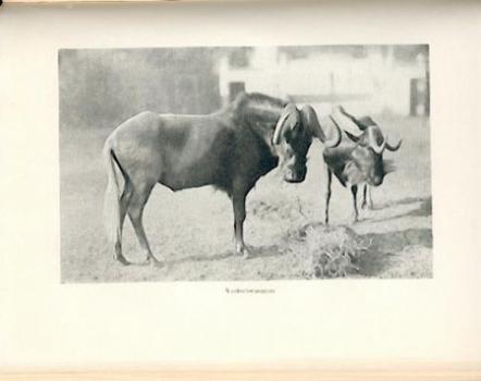 Carl Hagenbeck und sein Werk 