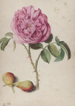 Batavische Rose und zwei Birnen 