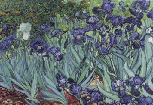 Iris (Schwertlilien), 1889 