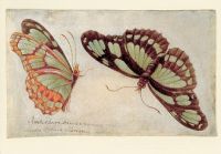 Zwei Schmetterlinge, vor 1705 