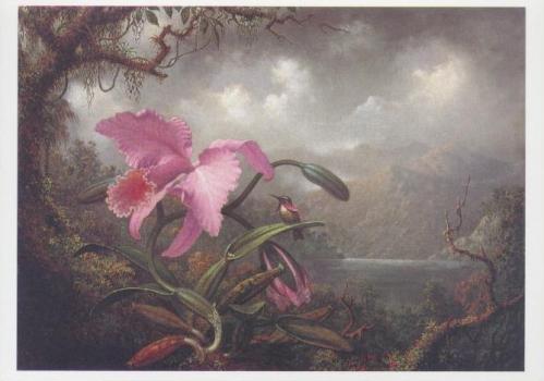 Orchid and Hummingbird, 1885 