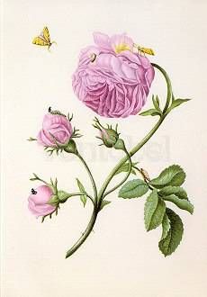 Buschrose mit Miniermotte, Larve und Puppe. Bush Rose with Moth, Larva and Chrysalis. Rose avec teigne, larve et chrysalide, ca. 1679 