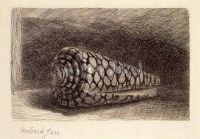 Die Muschel. The Seashell. La Coquille, 1650. 