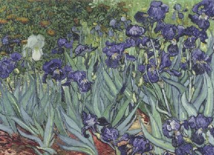 Iris (Schwertlilien), 1889 