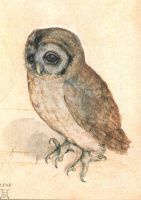 Das Käuzchen. The Screech-Owl, 1508 