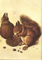 Eichhörnchen, 1512 