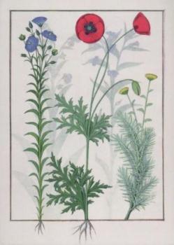 Lein, Mohn und Eberraute. Linum, Garden poppies and Abrotanum. 