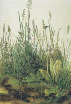 Das große Rasenstück, 1503 