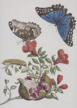 Granatapfel und Schmetterlinge. Pomegranate and Butterflies. Grenade et papillons. 