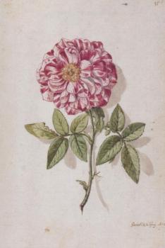 Rose mit weiß und rot gesprenkelten Blütenblättern, 1673 