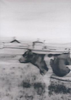 Kuh II. Cow II, 1965 