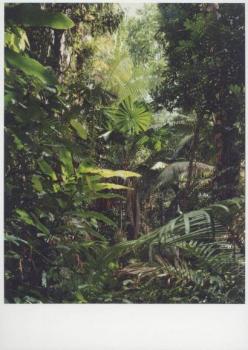 Paradise 1. Daintree, Australien 1998 