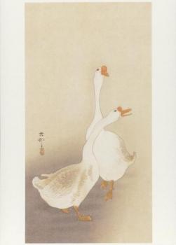 Höckergänse. Swan Geese, ca. 1900 