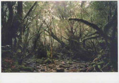 Paradise 15. Yakushima, Japan 1999 