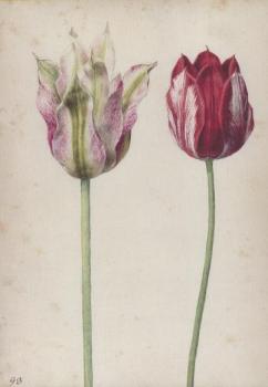 Zwei Tulpen. Two tulips. Deux tulipes. 