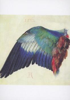 Blauracke. Wing of a roller, 1512 