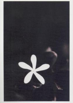 Flower, 2006 