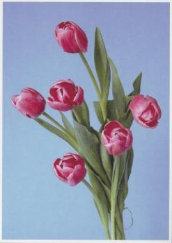 Blumen #54, 2007 