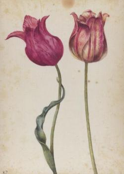 Tulips. Zwei Tulpen. Deux Tulipes, ca. 1630 