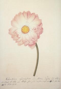 Indische Lotosblume, 1831 