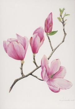 Magnolie. Magnolia. 