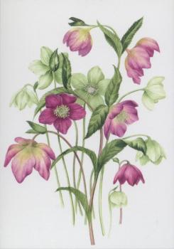 Christrosen. Hellebores. Ellébores. 