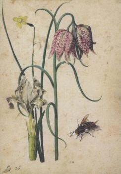 Iris, Narzisse, Schachbrettblume und Hornisse. Iris, Narcissus, Checkered Lily and Hornet. Iris, narcisse, fleur en echiquier et frelon. 