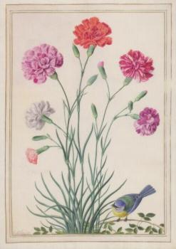 Nelken und Blaumeise. Carnation and Bluetit. Oeillets et mésange bleue, 1651 