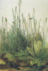 Das große Rasenstück, 1503 