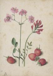 Kuckucks-Lichtnelke, Hahnenkopf, Erdbeeren. 