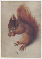 Rotes Eichhörnchen. Red Squirrel, 1578 