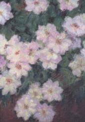 Clematis. Clematites, 1887 